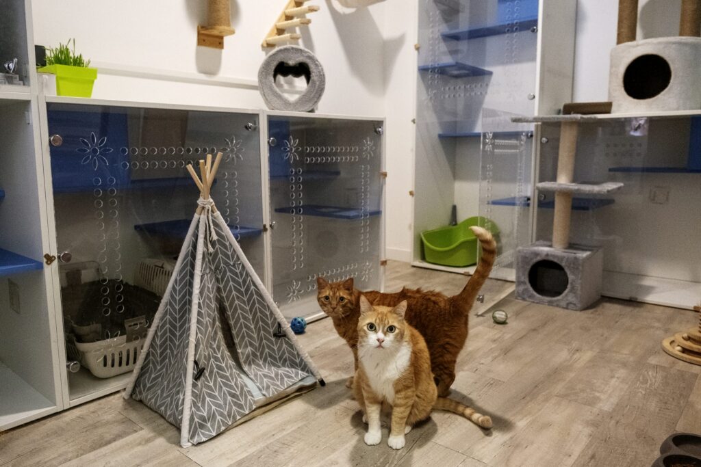 dous usuarios do hotel felino surfer pets na coruña. foto: iván barreiro